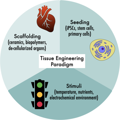 Scaffolding, Seeding, Stimuli - The three S’s of Tissue Engineering