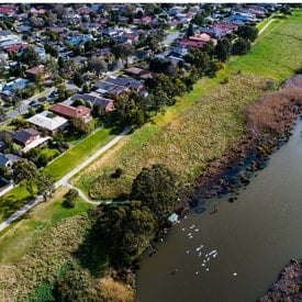 Wetlands act as valuable urban water treatment