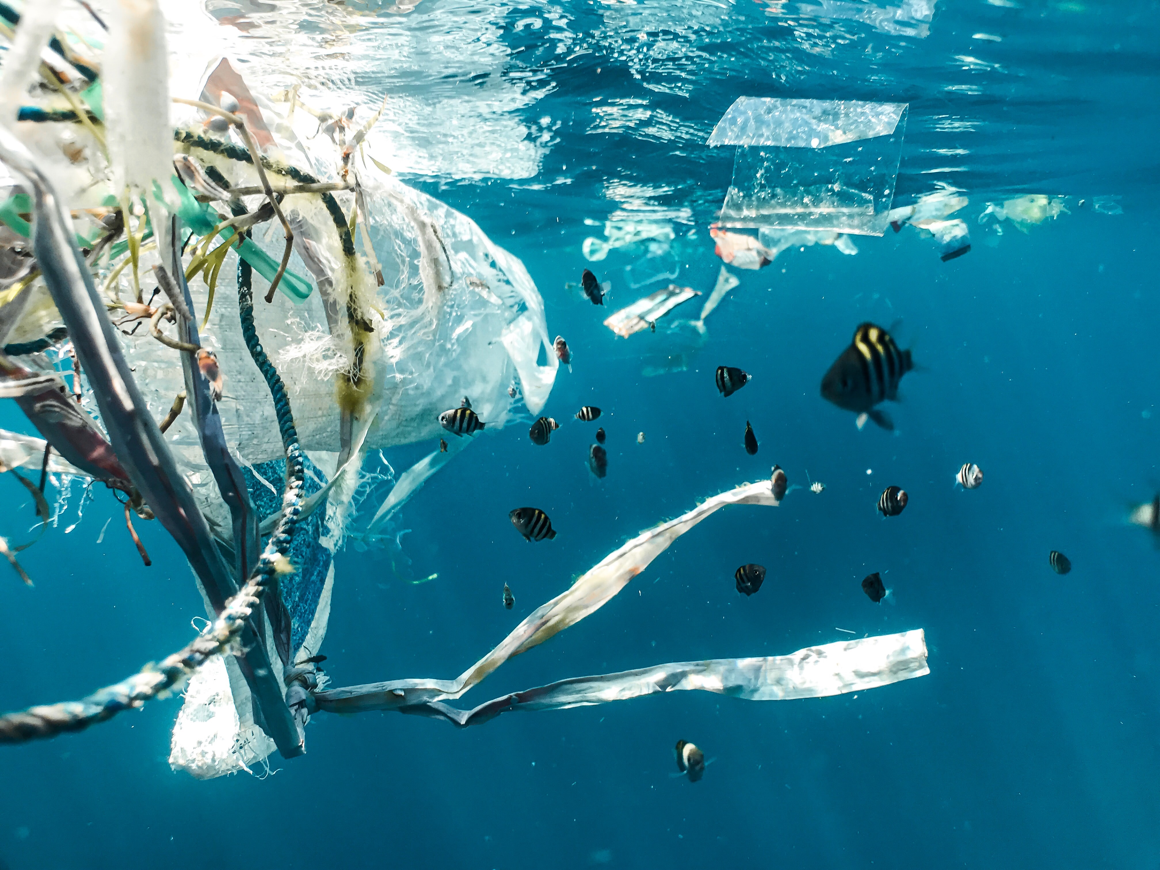 Part 1: Clean Beaches Week: Could Robotic Fish Solve the Microplastic Pollution Problem